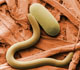 Soybean cyst nematode - USDA, ARS, Beltsville Electron Microscopy Unit