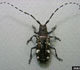 Asian long-horned beetle