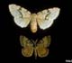 European Gypsy Moth
