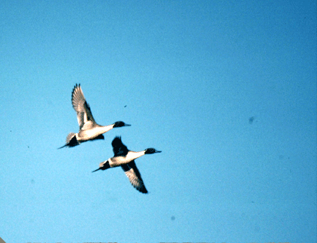 The Southeastern Association of Fish and Wildlife Agencies (SEAFWA) is an organization whose members are the state agencies with primary responsibility for management and protection of the fish and wildlife.