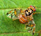 Mediterranean fruit fly - Invasive.org