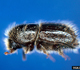 European spruce bark beetle - Invasive.org