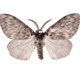 Nun moth - Invasive.org