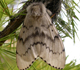 Asian gypsy moth - Invasive.org