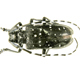 Citrus long horned beetle - Invasive.org