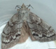 Siberian moth - Invasive.org