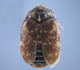 Khapra beetle - Invasive.org