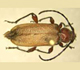 Brown fir long-horned beetle - Indiana CAPS Program