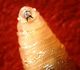 Screwworm larva - USDA, ARS