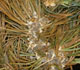 White pine blister rust - Invasive.org