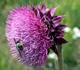 Musk Thistle