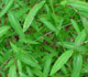 Japanese stiltgrass - Invasive.org