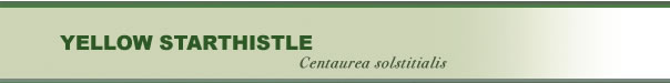 Centaurea Solstitialis