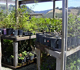 Native plant nursery