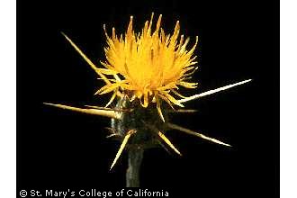 Photo of Centaurea solstitialis L.