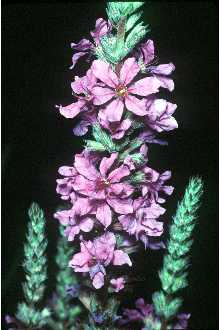 Photo of Lythrum salicaria L.