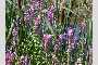 View a larger version of this image and Profile page for Lythrum salicaria L.
