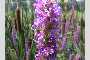 View a larger version of this image and Profile page for Lythrum salicaria L.