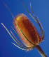 Common Teasel