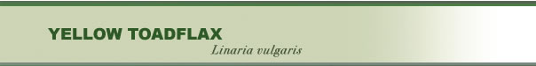 Linaria Vulgaris