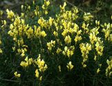 Yellow toadflax infestation.