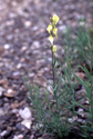 Yellow toadflax in flower.
