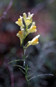 Snapdragon-like flowers of yellow toadflax.