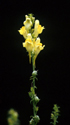 Yellow toadflax flower.
