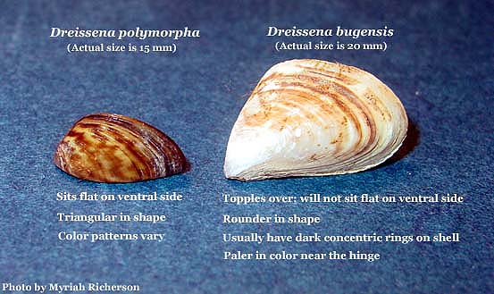 Mollusk picture