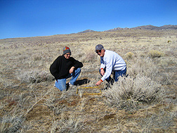 At a test site in Bedell Flat, north of Reno, Nevada, geneticist (left) and ecologist count early emergence of cheatgrass seedlings to determine whether a high-density year is ahead for cheatgrass: Click here for full photo caption.