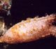 Clubbed tunicate - Washington Department of Fish & Wildlife