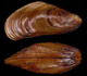 Golden mussel - Prof. Marcela Becker