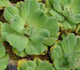Water lettuce - Invasive.org