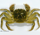 Chinese Mitten Crab