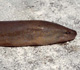 Asian Swamp Eel