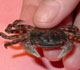Asian shore crab - USGS