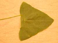 Peltate Leaf, Showing Attachment of Petiole Away From Margin of Leaf