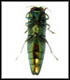 ventral view of eab