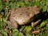 Female cane toad (Photo: Craig G. Morley) - Click for full size