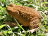 Cane toad (Photo: Craig G. Morley) - Click for full size