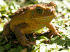 Cane toad (Photo: Craig G. Morley) - Click for full size