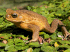 Cane toad (Photo: Craig G. Morley) - Click for full size