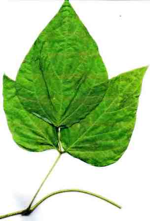 Kudzu Leaf