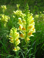 Yellow Toadflax flower stem, photo credit: © 2009 Heather Cuthill