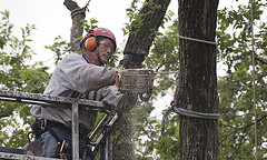Kris Edson, lead tree surgeon for Penn State's Office of Physical Plant, cut off a high branch of a diseased elm tree marked for removal on June 16. Penn State has aggressively battled for years diseases affecting its landmark American elm stand, but this summer will remove 16 trees infected with Dutch elm disease.