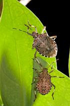 Brown marmorated stink bug adult (top) and fifth-instar nymph (bottom).