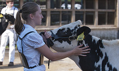 Future agricultural leadership student Sara Fieldt of Millersburg, Pa., demonstrated her dairy-cow handling skills on June 15 as part of this year's FFA Activities Week, being held on Penn State's University Park campus. The event was held at the University's dairy farm facility and was one of many educational sessions held for FFA students at various locations on campus.