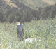 Click image to enlarge - Musk thistle infestation