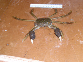 Photo of a Chinese mitten crab