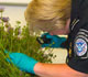 CBP Agriculture Specialist checks flowers arriving to the U.S. for pests